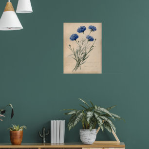 Blaue Kornblume - Botanische Illustration im Vinta Poster