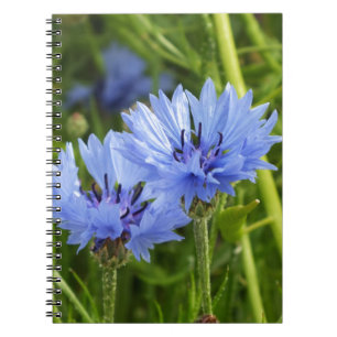 Blaue Kornblume Notizblock