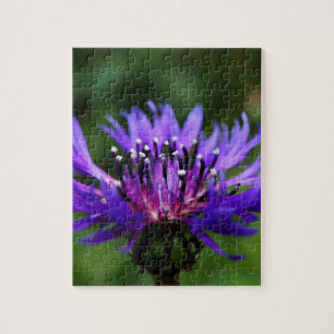 Blaue Kornblumen-Blüten Frieden Liebe Schicksal