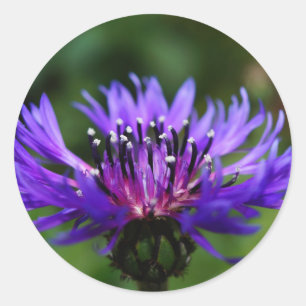 Blaue Kornblumen-Blüten Frieden Liebe Schicksal Runder Aufkleber