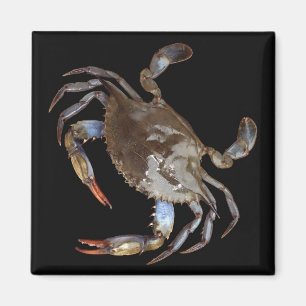 Blaue Krabbe Magnet