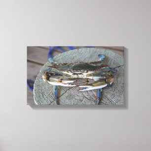 Blaue Krabben-Chesapeake-Bucht-Leinwand-Kunst Leinwanddruck