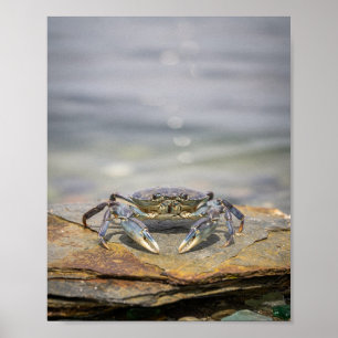 Blaue Krabben-Küstenwandkunst – Nautisches Ozeanpo Poster