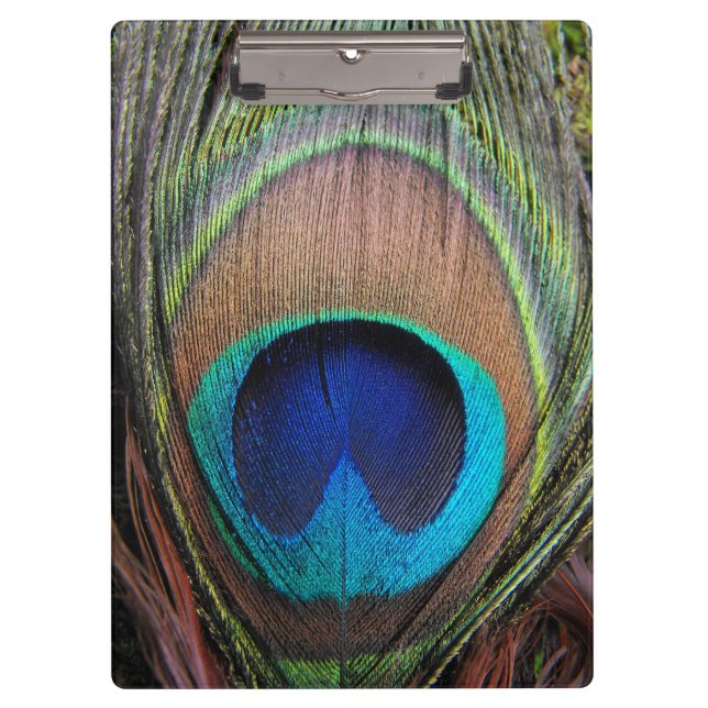 Blaue kupferne Pfau-Feder-Nahaufnahme Klemmbrett (Vorderseite)