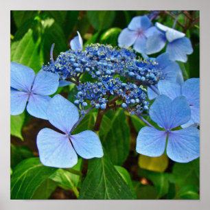 Blaue Lace-cap Hortensie - Poster