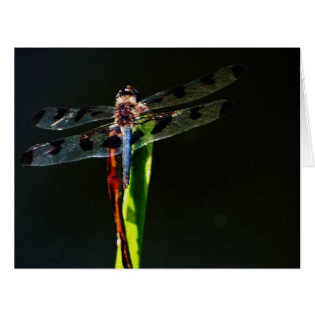 Blaue Libelle (Vorderseite (Horizontal))