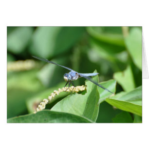 Blaue Libelle