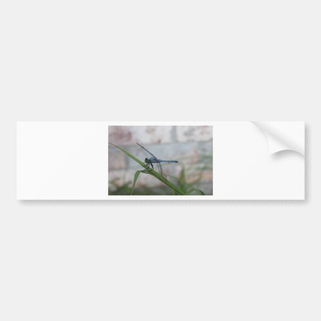 Blaue Libelle Autoaufkleber (Vorne)