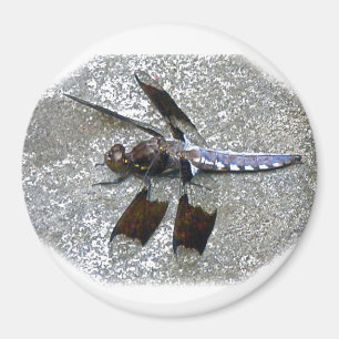 Blaue Libelle Magnet
