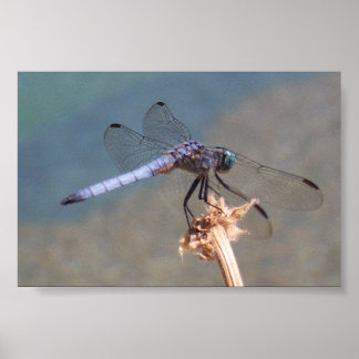 Blaue Libelle Poster