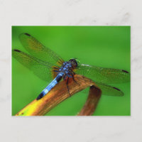 Blaue Libelle