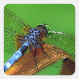 Blaue Libelle Quadratischer Aufkleber