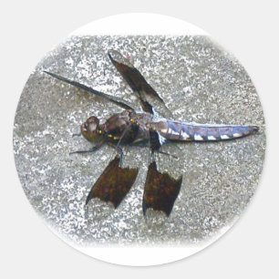 Blaue Libelle Runder Aufkleber