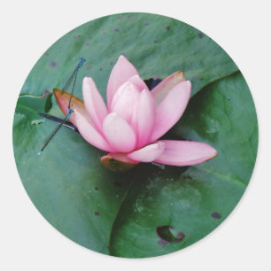 Blaue Libellen auf einer rosa Lotos-Blume Runder Aufkleber