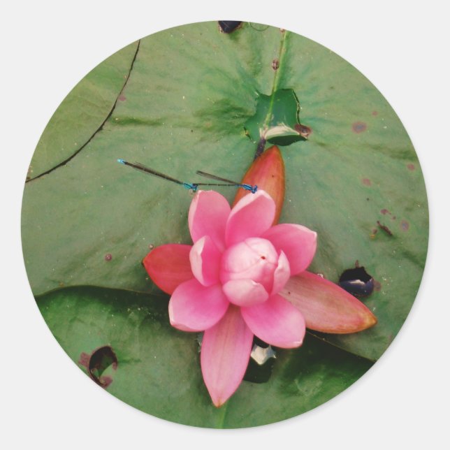 Blaue Libellen auf einer rosa Lotus-Blume Runder Aufkleber (Vorderseite)