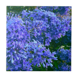 Blaue lila Lila romantisches blaues Foto mit Blume Fliese