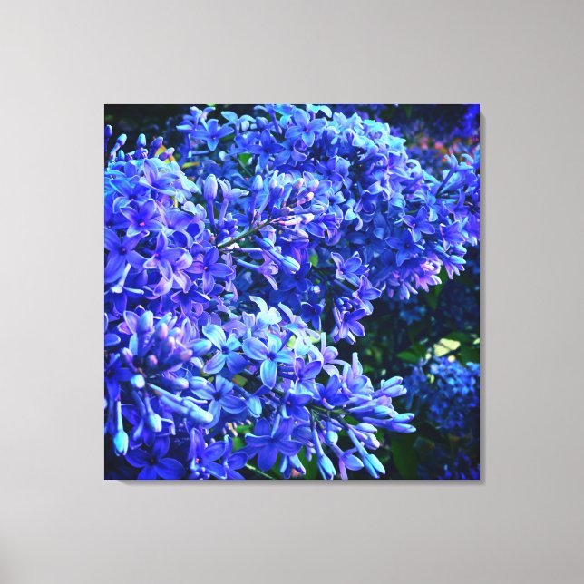 Blaue lila Lila romantisches blaues Foto mit Blume Leinwanddruck (Vorderseite)