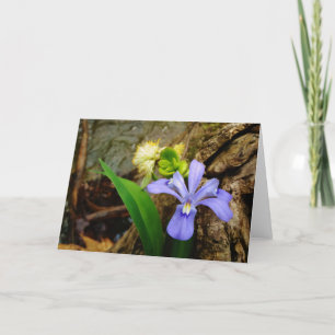 Blaue lila weiße Blume der Zwergirises mit Haube Karte