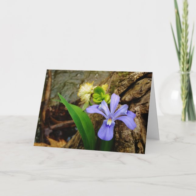 Blaue lila weiße Blume der Zwergirises mit Haube Karte (Vorderseite)