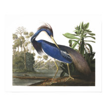 Blaue Louisiana Reiher Vogel Illustration Poster