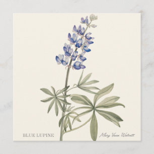 Blaue Lupine von Mary Walcott