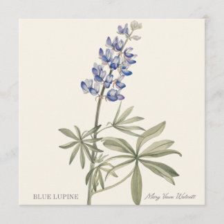 Blaue Lupine von Mary Walcott