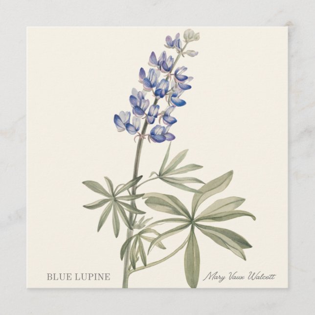 Blaue Lupine von Mary Walcott (Vorderseite)