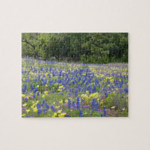 Blaue Lupinen, Primel und Phlox