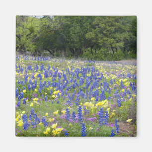 Blaue Lupinen, Primel und Phlox Magnet