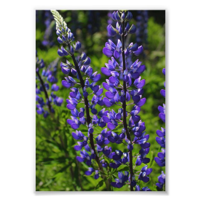 Blaue Lupines Fotodruck (Vorne)