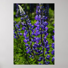 Blaue Lupines Poster