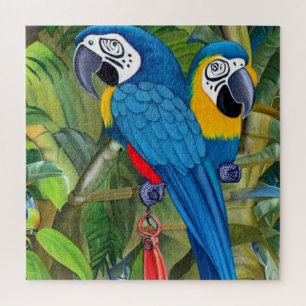 Blaue Macaws