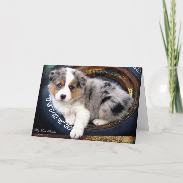 Blaue Merle 4 Australier-Schäfer-Gruß-Karte Karte (Vorderseite)