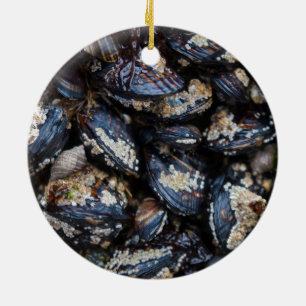 Blaue Miesmuscheln Kaliforniens, die auf Felsen in Keramik Ornament