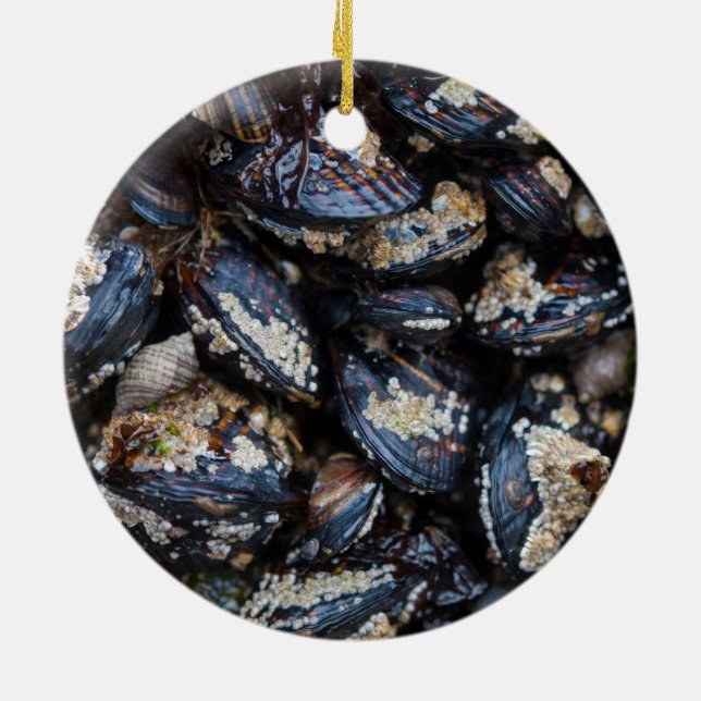 Blaue Miesmuscheln Kaliforniens, die auf Felsen in Keramik Ornament (Hinten)