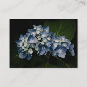 Blaue Minidruck des Hydrangea-8514 Visitenkarte