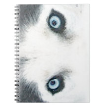 Blaue mit Augen Hunde können den Wind sehen