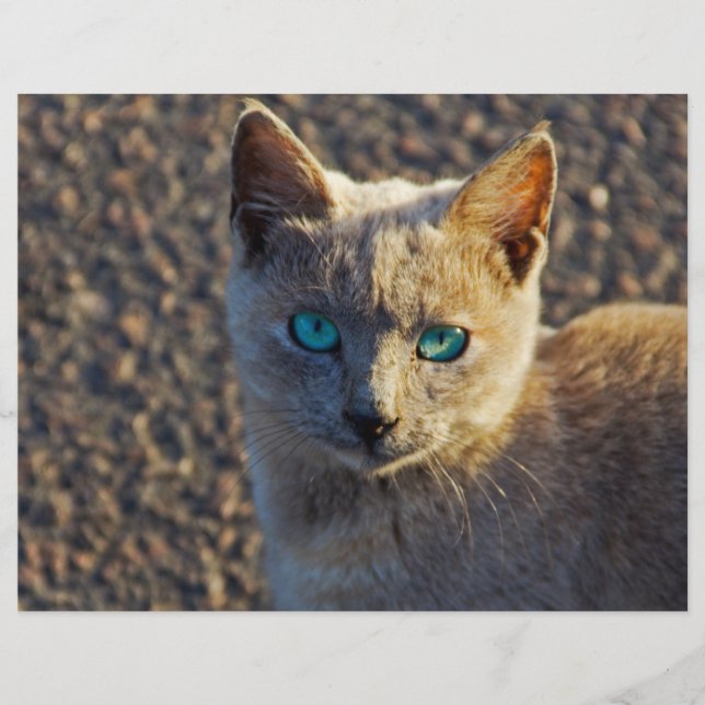 Blaue Mit Augen Katze Flyer (Vorne)