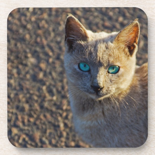 Blaue Mit Augen Katze Untersetzer (Vorderseite)