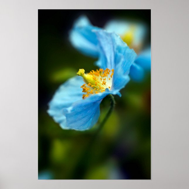 Blaue Mohnblumen Poster (Vorne)