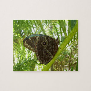 Blaue Morpho Butterfly Naturfotografie