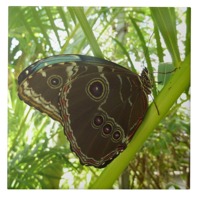 Blaue Morpho Butterfly Naturfotografie Fliese (Vorderseite)