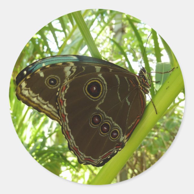 Blaue Morpho Butterfly Naturfotografie Runder Aufkleber (Vorderseite)