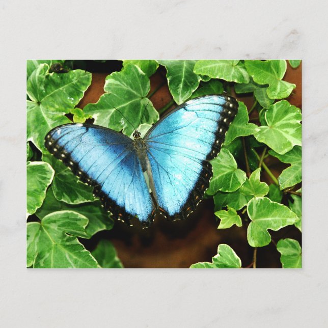 Blaue Morpho Postkarte (Vorderseite)