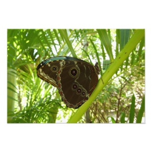 Blaue Morpho-Schmetterling Naturfotografie Fotodruck