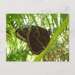 Blaue Morpho-Schmetterling Naturfotografie Postkarte