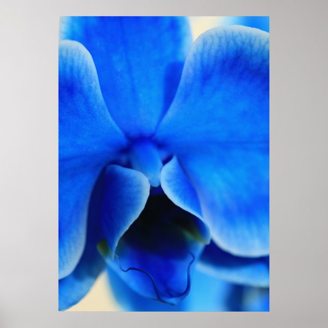 Blaue Orchidee Poster (Vorne)