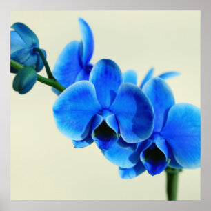 Blaue Orchidee Poster