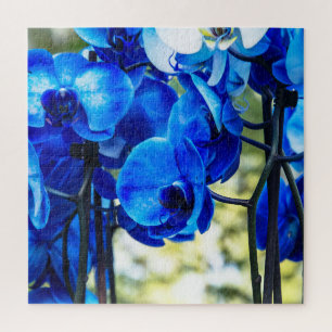 Blaue Orchideen