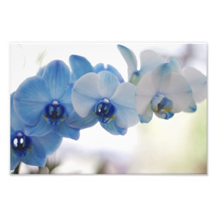 Blaue Orchideen Fotodruck